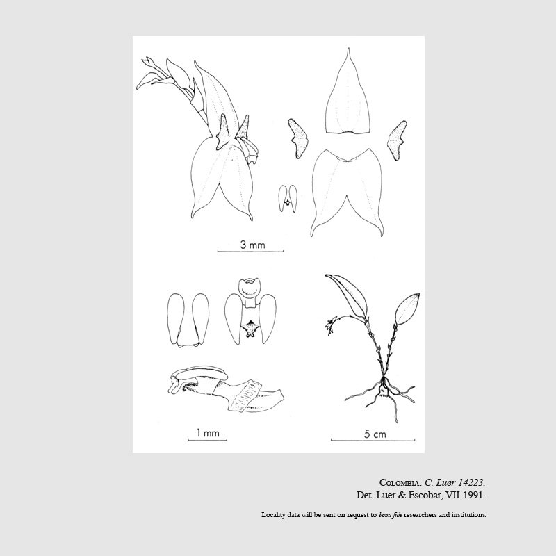 Lepanthes linealis